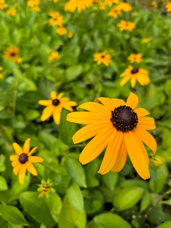 Rudbeckia tomentosa - Sweet Black Eyed Susan - Image 3