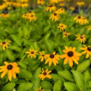Rudbeckia tomentosa - Sweet Black Eyed Susan