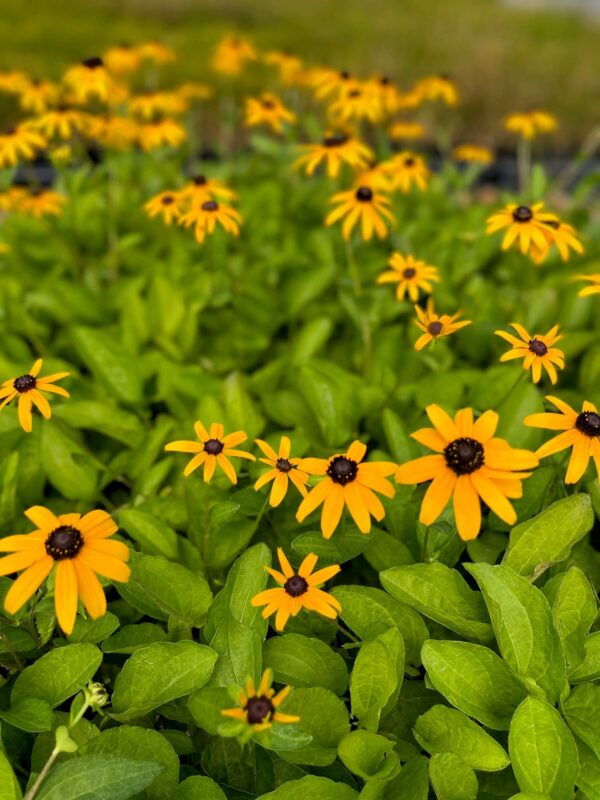 Rudbeckia tomentosa - Sweet Black Eyed Susan