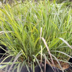 Andropogon gerardii 'Black Hawks' PP27949- Big Bluestem Grass