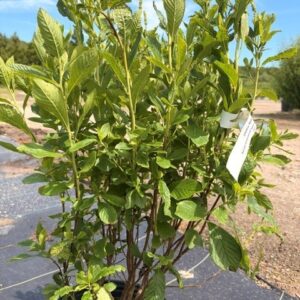 Clethra alnifolia 'Ruby Spice'- Summersweet
