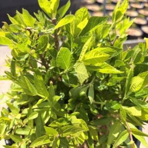 Clethra alnifolia 'Hummingbird'- Summersweet