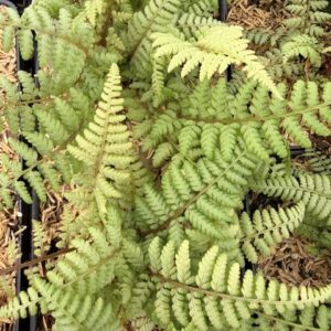 Athyrium Ghost - Ghost Fern