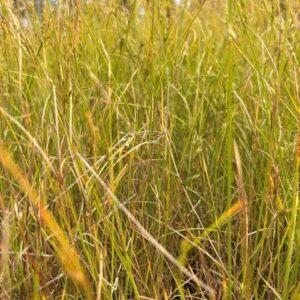 Juncus tenuis- Path Rush