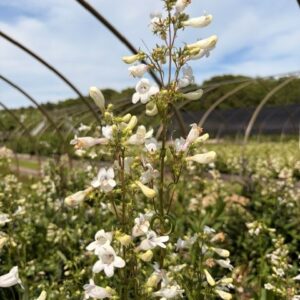 Penstemon digitalis- Beardtongue