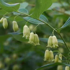 Polygonatum biflorum- Solomon's Seal