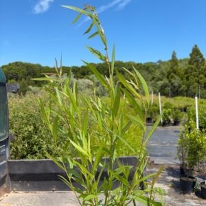Salix nigra- Black Willow