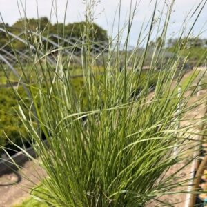 Sporobolus heterolepis- Prairie Dropseed