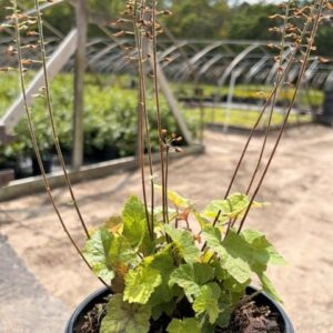 Tiarella cordifolia- Foamflower