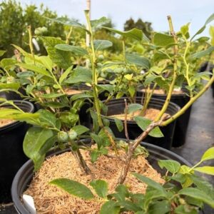 Vaccinium corymbosum 'Duke'- Highbush Blueberry