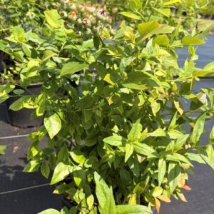 Vaccinium corymbosum- Highbush Blueberry