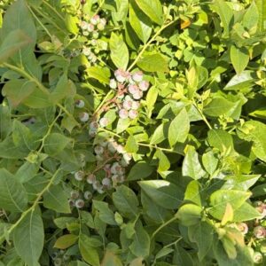 Vaccinium corymbosum 'Patriot'- Highbush Blueberry