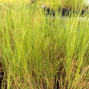 Distichlis spicata- Salt Grass