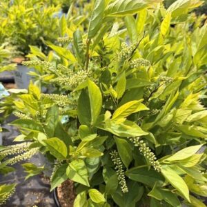Itea virginica 'Little Henry'- Dwarf Virginia Sweetspire