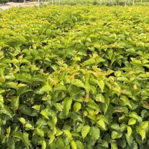 Viburnum dentatum 'Blue Muffin'- Arrowwood Viburnum