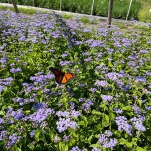 Eupatorium coelestinum - Blue mistflower