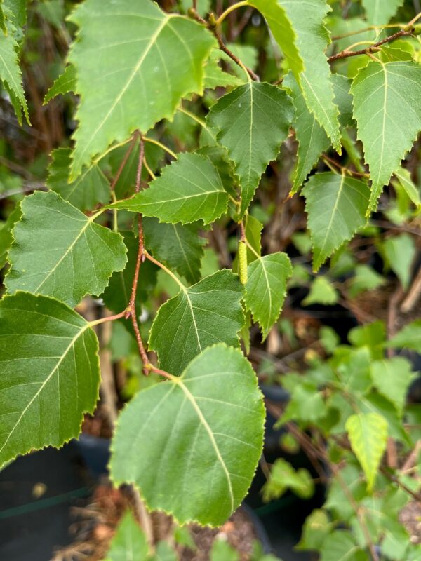 Betula populifolia 'Whitespire' - Image 2