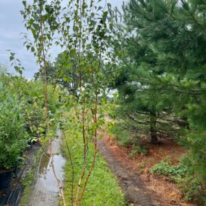 Betula populifolia 'Whitespire'