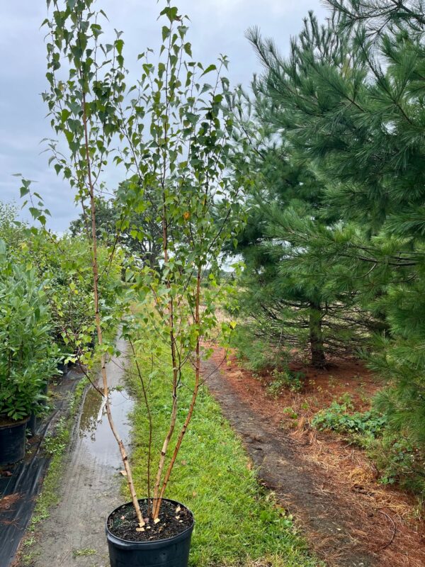 Betula populifolia 'Whitespire'
