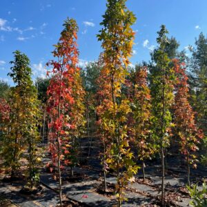 Liquidambar styraciflua Slender Silhouette- Sweet gum