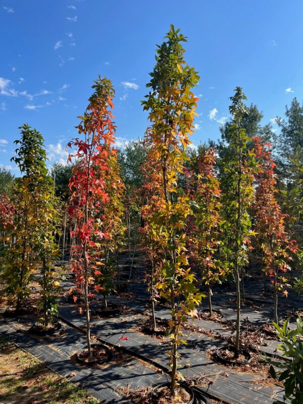 Liquidambar styraciflua Slender Silhouette- Sweet gum