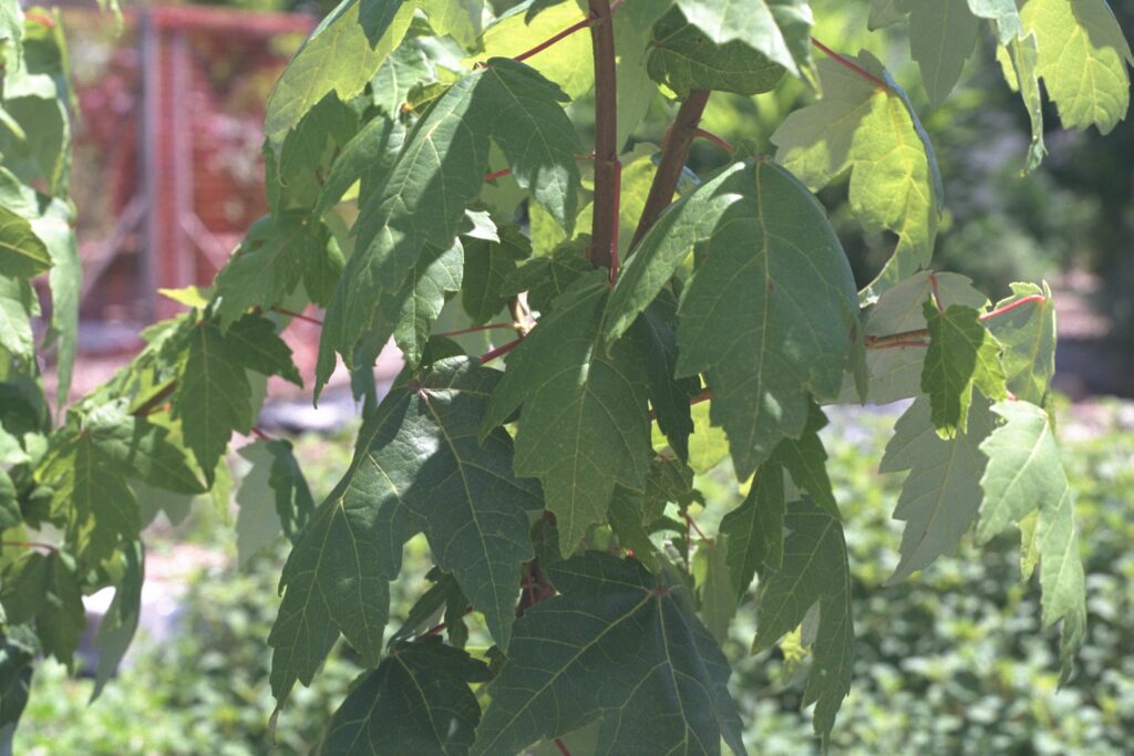 Acer rubrum