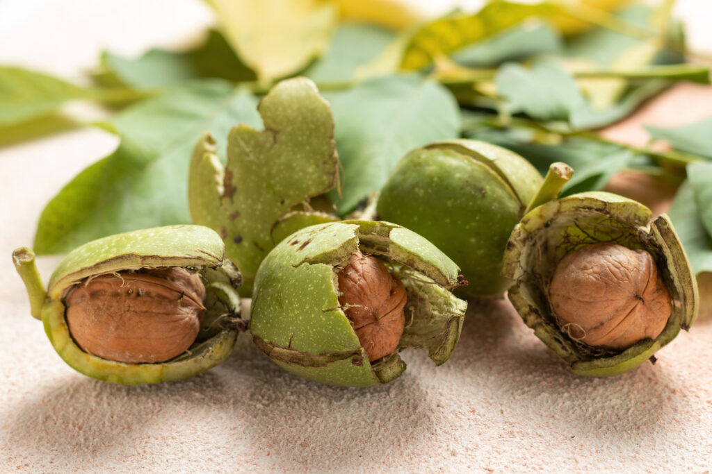 Peeled black walnuts answering the question "Can you eat black walnuts?"