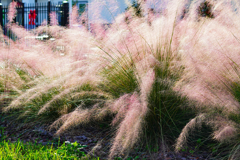 pink muhly grass