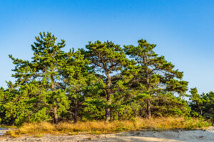 Pitch pine forest on dunes