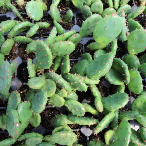 Opuntia humifusa - Prickly Pear