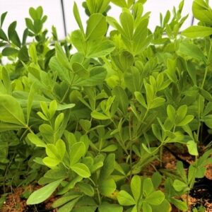 Baptisia tinctoria- Yellow Wild Indigo