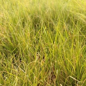 Bouteloua gracilis- Blue Grama