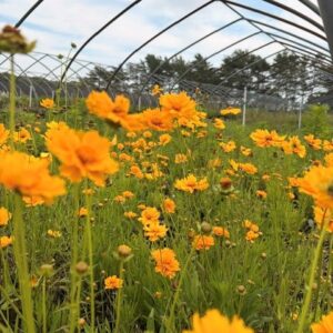 Coreopsis lancelota- Tickseed