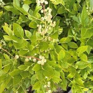 Vaccinium corymbosum 'Jersey'- Highbush Blueberry