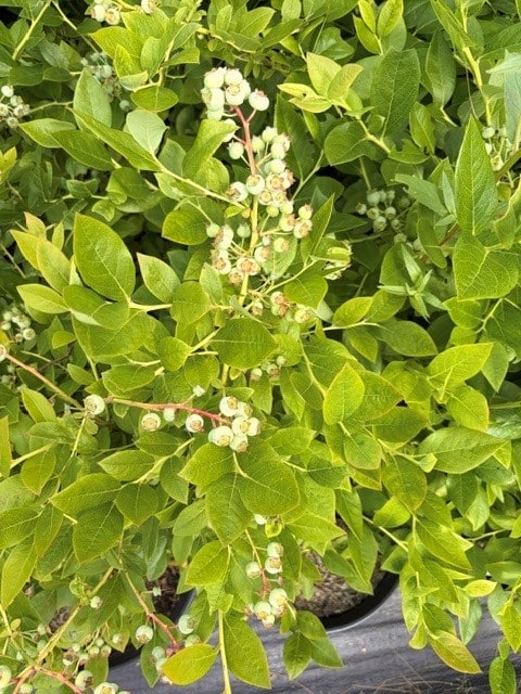 Vaccinium corymbosum jersey