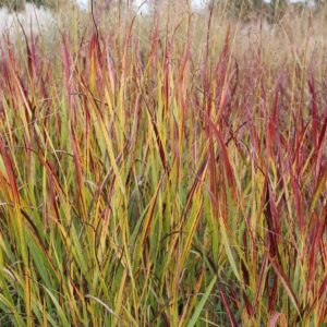 Panicum virgatum 'Shenandoah'- Switchgrass