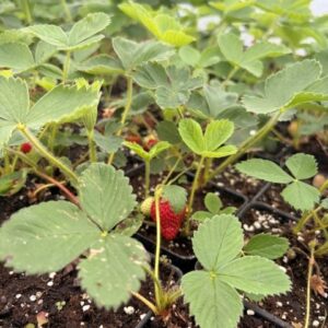 Fragaria 'Honeoye'- Junebearing Strawberry