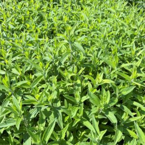 Pycnanthemum incanum- Hoary Mountainmint