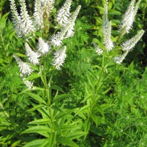 Veronicastrum virginicum - Culver's Root
