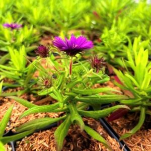 Symphyotrichum obl. 'October Skies' - Aromatica Aster