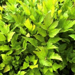 Xanthorhiza simplicissima - Yellowroot