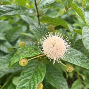 Cephalanthus occ. 'Sugar Shack'- Buttonbush