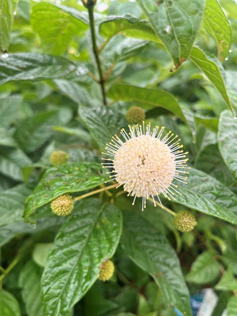 cephalanthus sugar shack