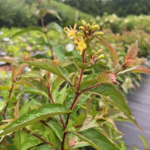 Diervilla lonicera- Honeysuckle