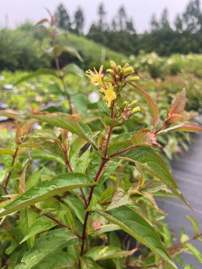 diervilla lonicera